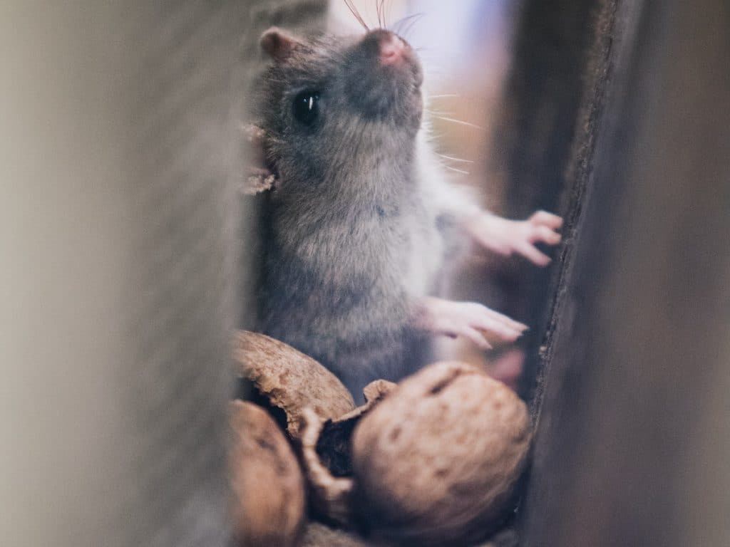 5 solutions pour faire fuir les rats rapidement